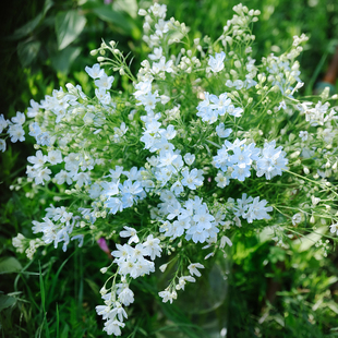 |鲜花云南直发 小飞燕鲜花1束 清凉感花材 任2扎顺丰空运包邮