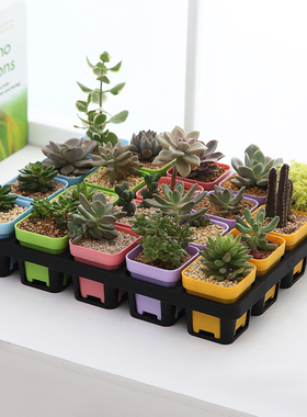 塑料加厚透明小黑方多肉花盆20格白色托架实心托盘培育叶插万象盆
