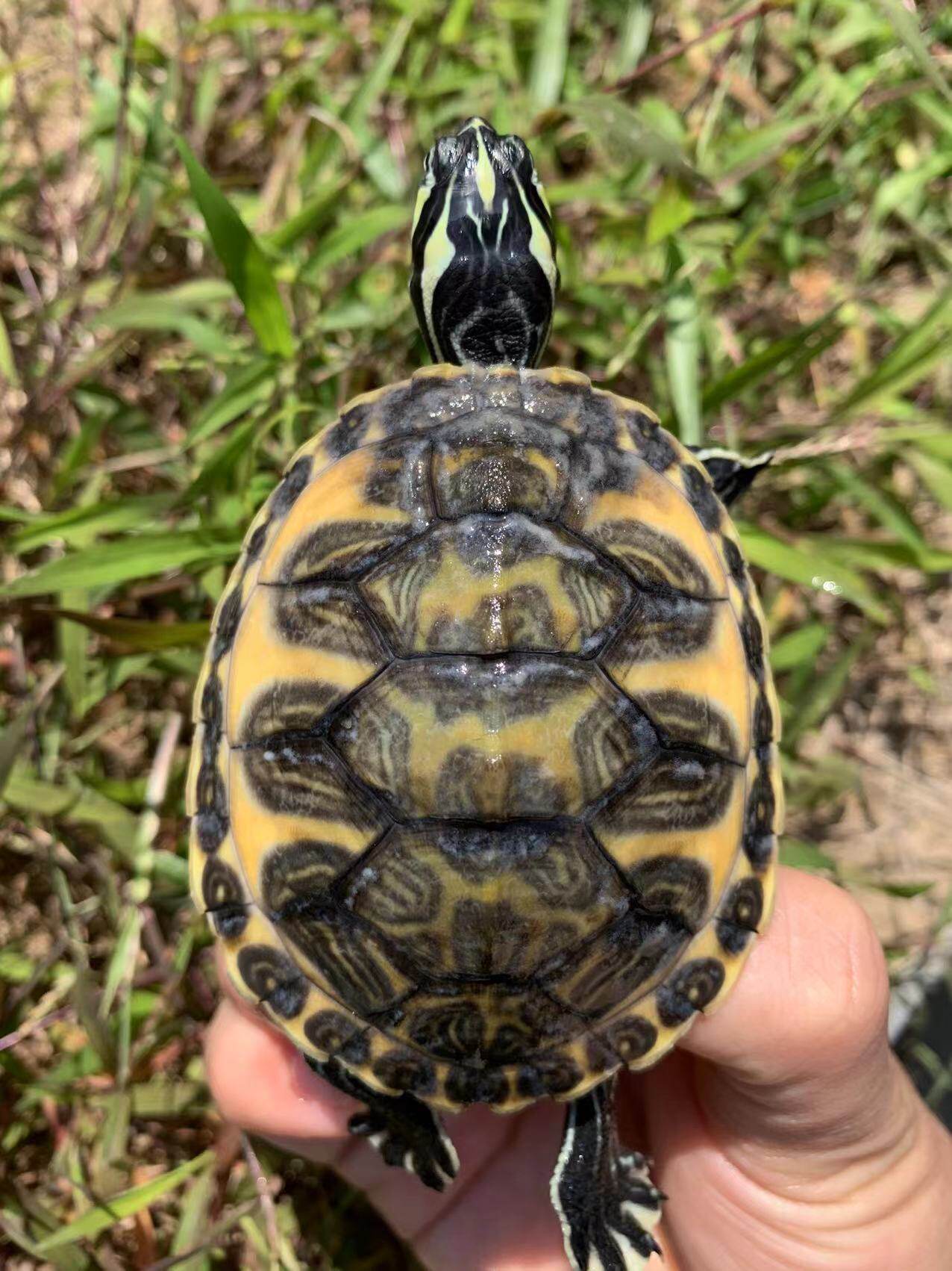 乌龟活物宽纹火焰龟红腹宽纹深水龟碌吃粪龟素食宠物龟冷水观赏龟