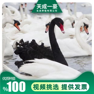 黑天鹅活体养殖天鹅活苗一对幼崽景区观赏成年黑天鹅活苗白色天鹅