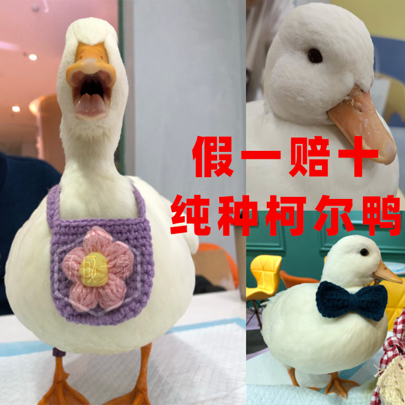 宠物鸭子柯尔鸭幼崽活体动物Callduck受精蛋网红宠物活物小型好养