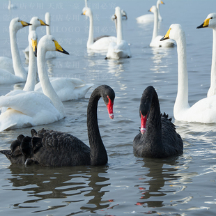 观赏黑天鹅活苗一对成年活体动物活物白色展览天鹅幼崽景区池塘用