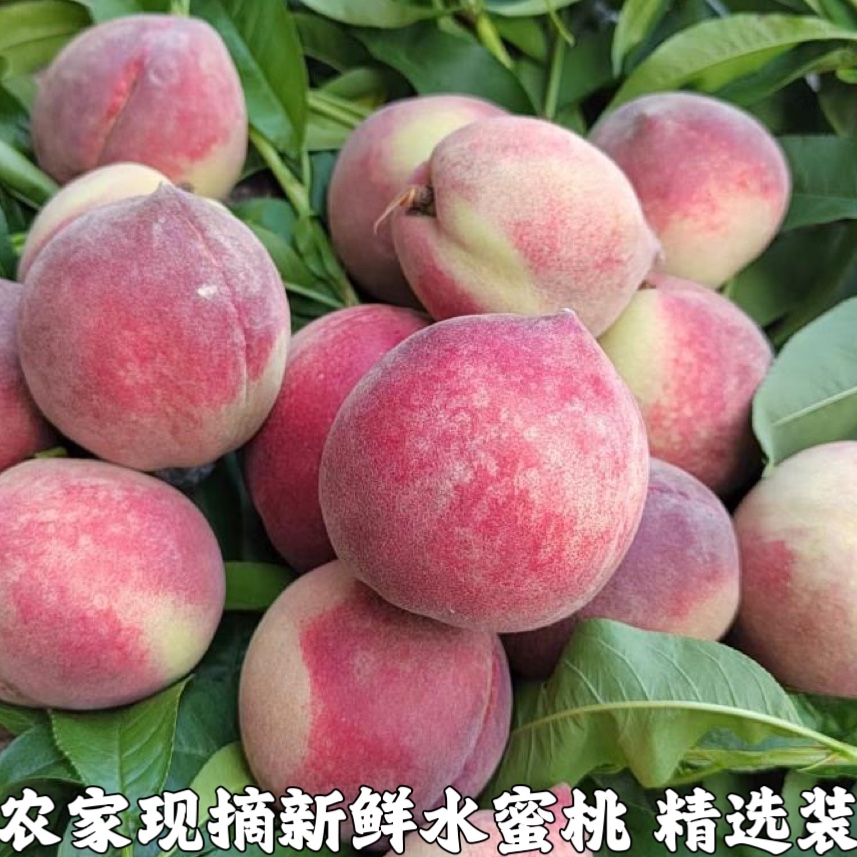 水蜜桃桃子水果新鲜当季整箱应季脆桃现摘水果毛桃现季包邮超甜