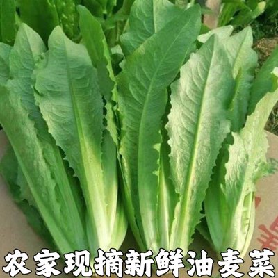 湖北农家自种油麦菜新鲜蔬菜时令绿叶菜火锅青菜沙拉健身笋尖包邮