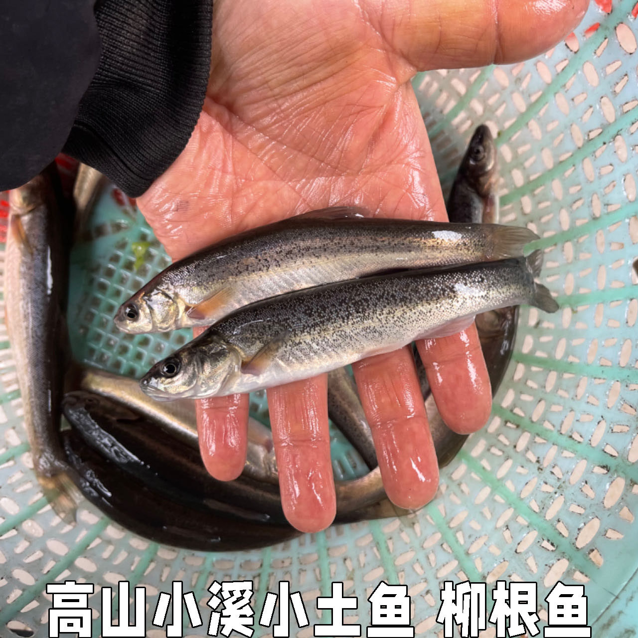湖北高山冷水鱼柳根鱼鲜活鱼鲜活水产小鱼生鲜小杂鱼现杀包邮
