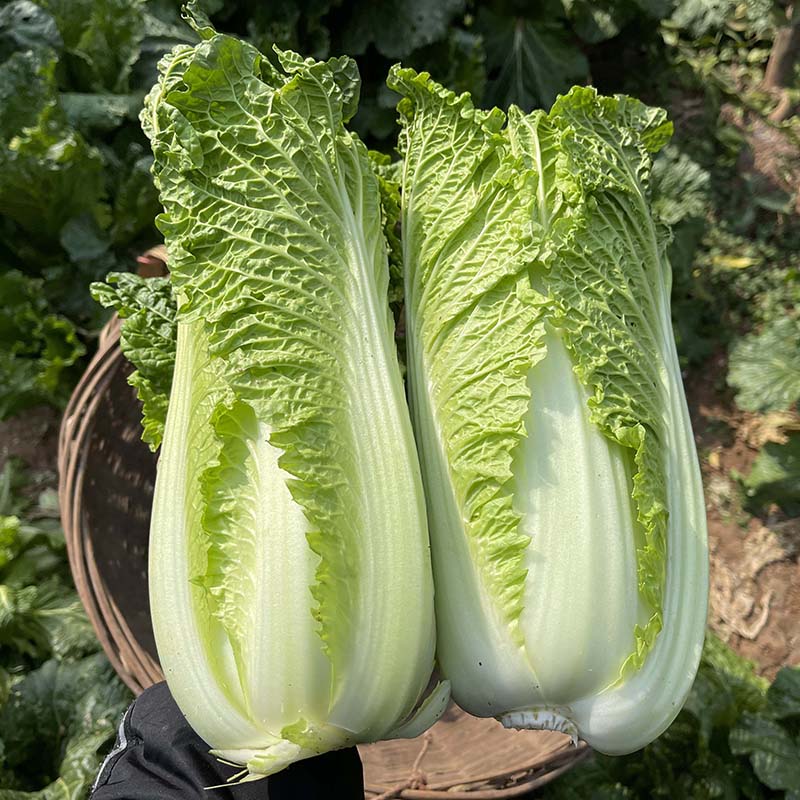 湖北本地青麻叶大白菜去掉老叶