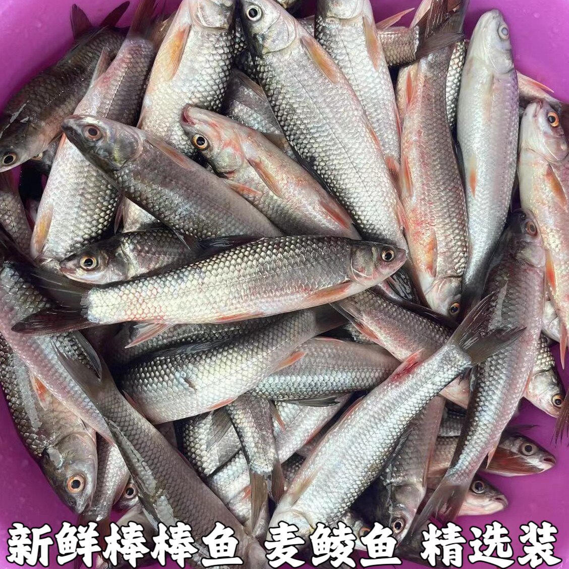 棒棒鱼 麦鲮鱼 鲮鱼 雪鲮 鲮公 花鲮 土鲮鱼 棍棍鱼新鲜水产包邮