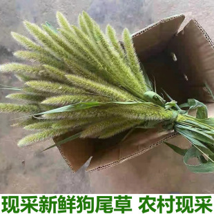 现采新鲜狗尾巴草 阿罗汉草 稗子草 狗尾草中草药材现摘现发包邮