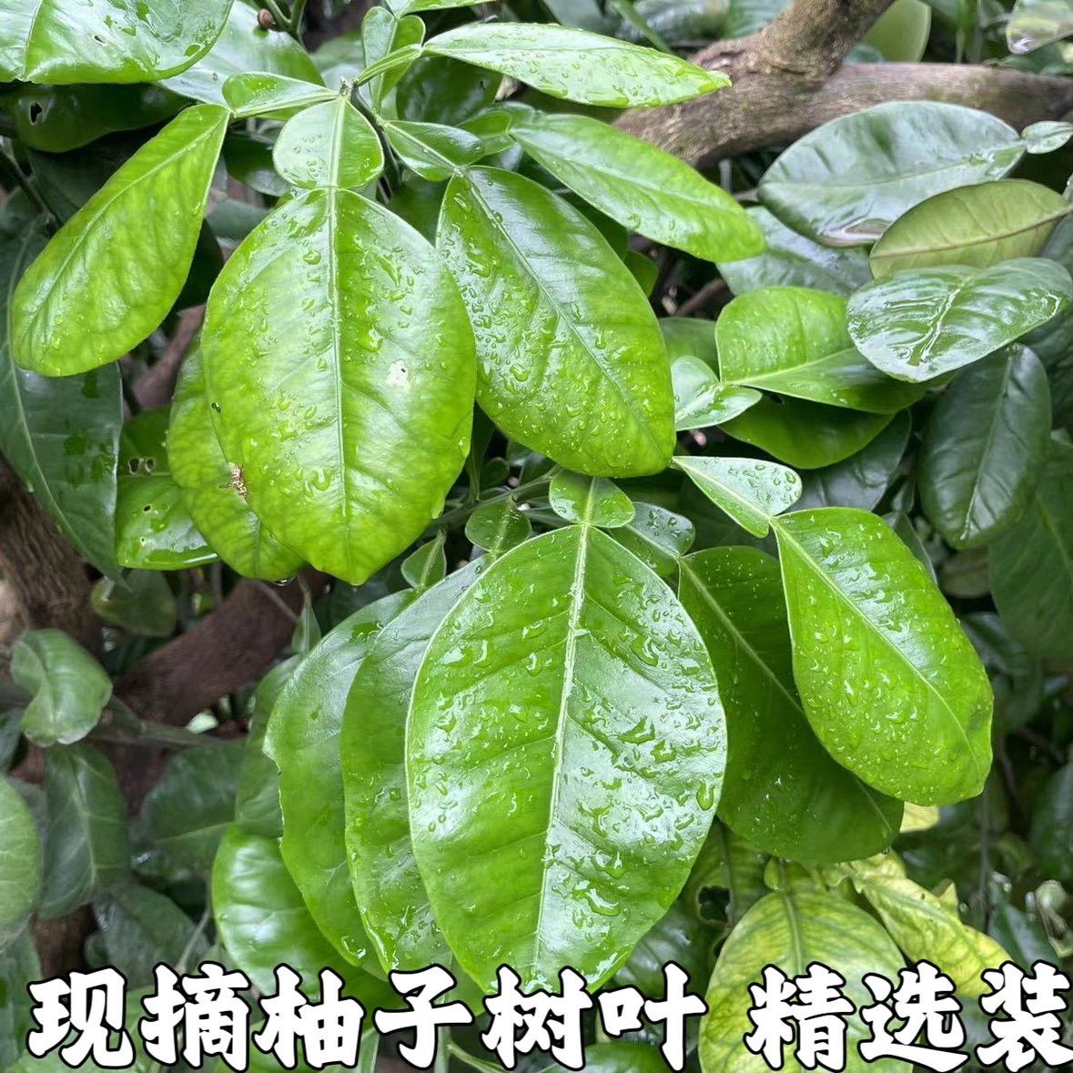 柚子当天采摘新鲜树叶现发精选