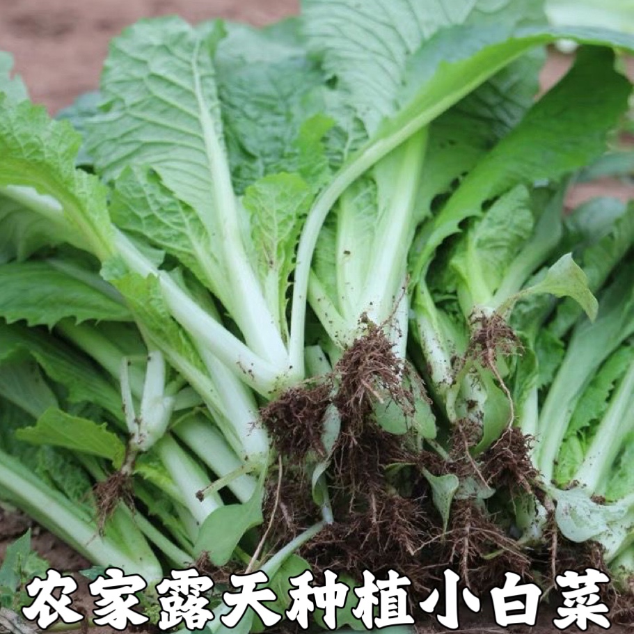 小白菜新鲜小青菜农家露天种植当季绿青菜时令蔬菜绿叶火锅菜包邮