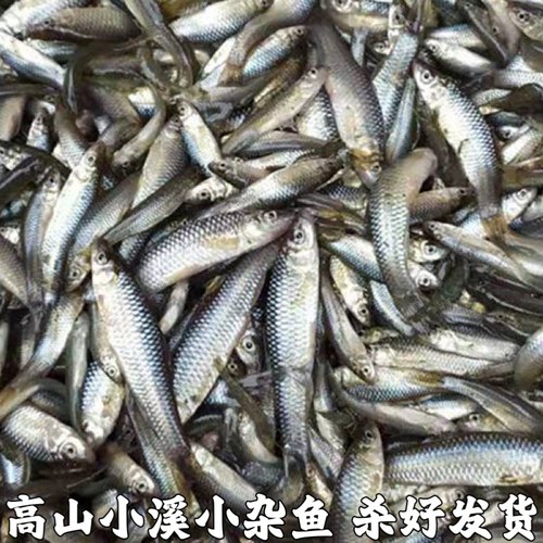 湖北宜昌小杂鱼小鱼新鲜小鱼淡水鱼小鱼小麻鱼麦穗鱼现杀包邮