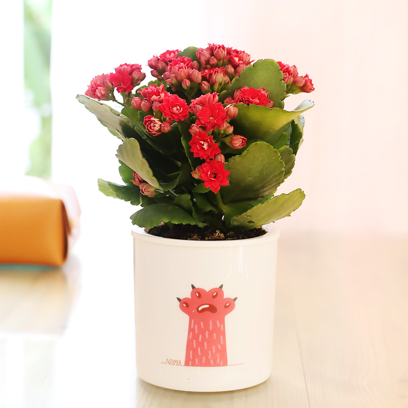 雪梨推荐 吸水盆长寿花种好小盆栽 可爱猫爪吸水盆带花苞发货花开不断 花岛旗舰店 淘优券