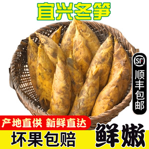 新鲜宜兴冬笋高山笋3斤5斤野生冬竹笋蔬菜农产品时令蔬菜大小毛笋