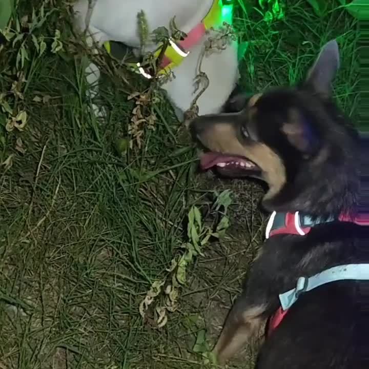 Pawaii狗狗led发光灯防走