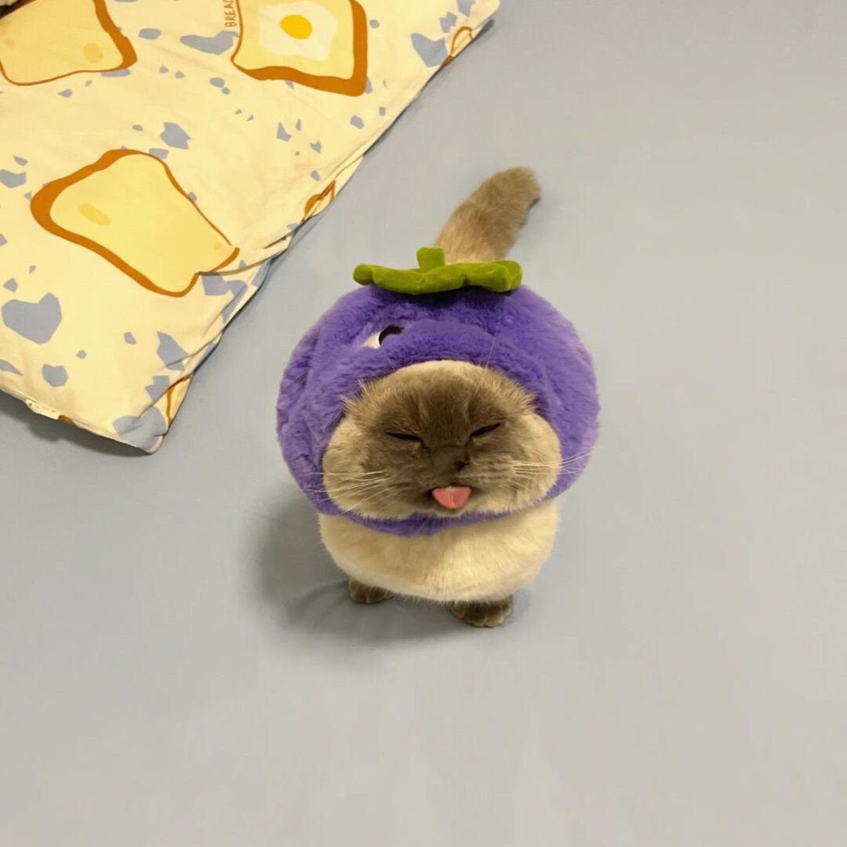 猫咪头套葡萄帽子宠物可