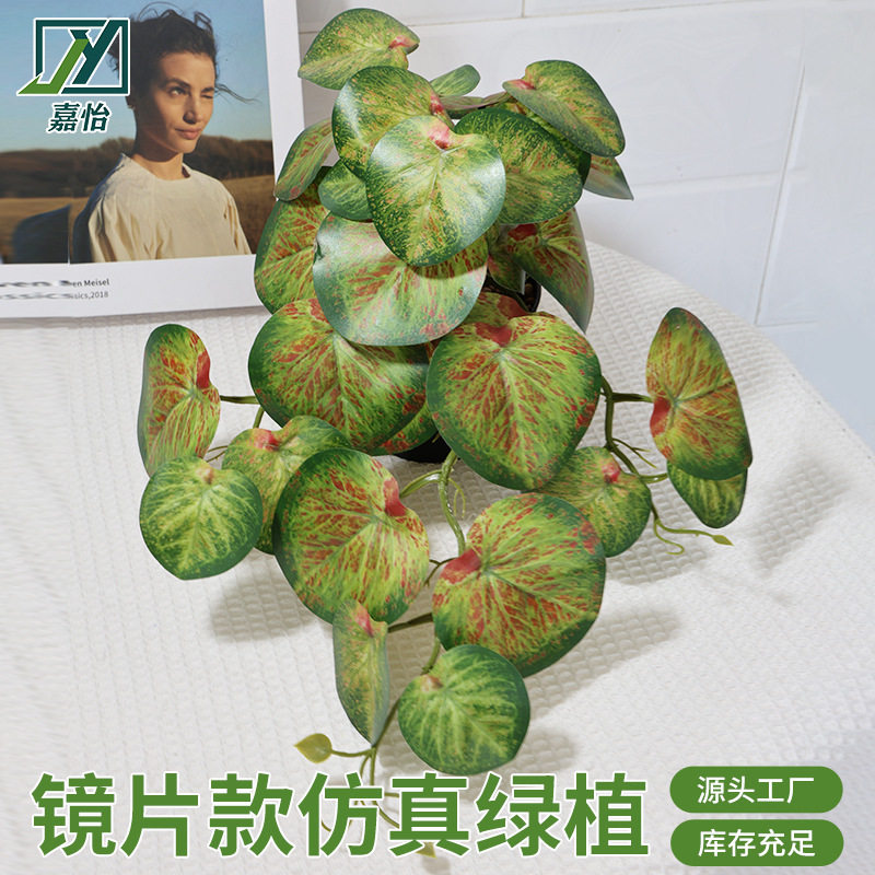 镜片叶圆贝叶海棠壁挂仿