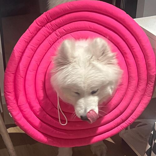 大型犬狗狗专用伊丽莎白圈大号防舔防咬绝育超大脖圈头套边牧金毛
