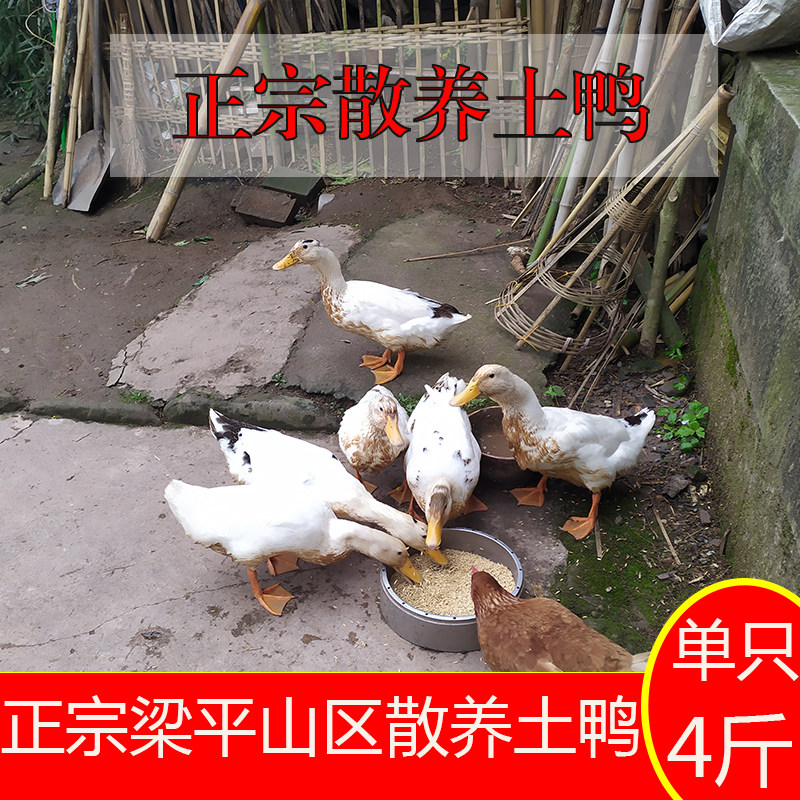 重庆农家散养老鸭子2年土鸭子稻田鸭新鲜现杀整只活体4斤左右包邮