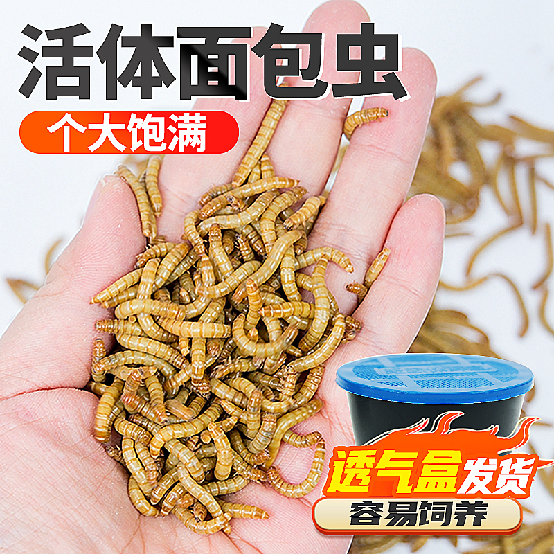 面包虫活体货黄粉虫蜘蛛蝎子透气小盒发乌龟守宫角蛙鸟活饵虫饲料