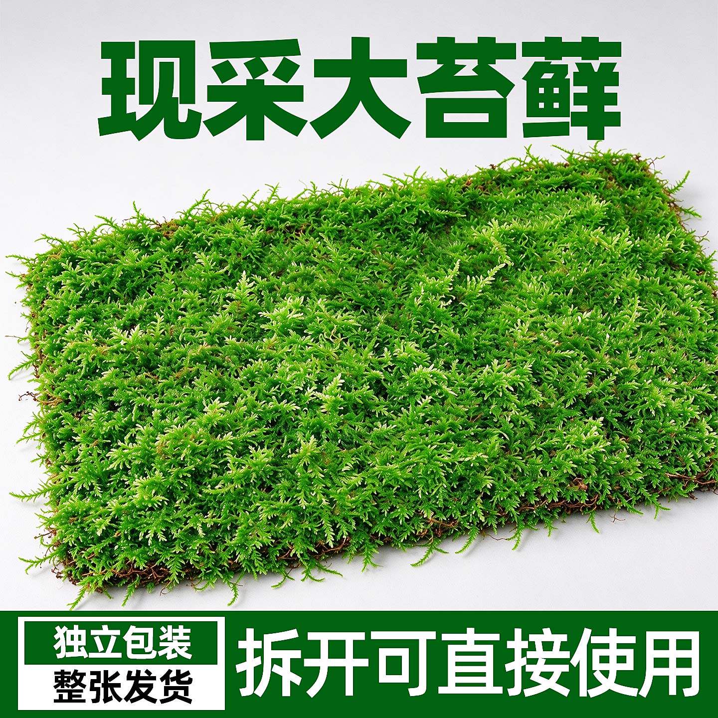 苔藓爬宠造景装饰鲜活微景观植物盆景盆栽水陆缸假山草造景材料