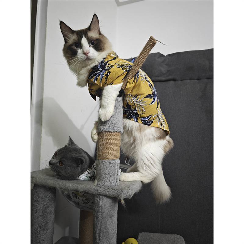 猫咪衣服夏季狗狗英短蓝猫泰迪春夏薄款宠物休闲短袖衬衫两脚蓝色