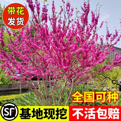 花叶春紫荆花树苗开花庭院耐寒丛生花卉室外风景绿化工程行道树