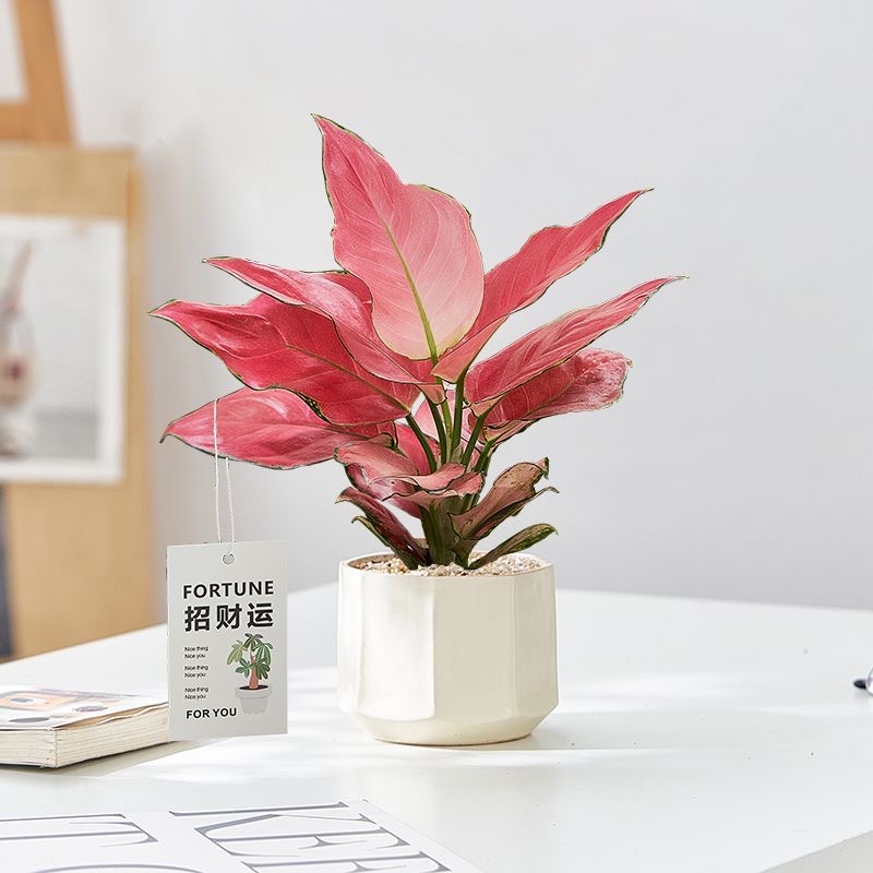 吉利红室内桌面耐阴好养四季常青