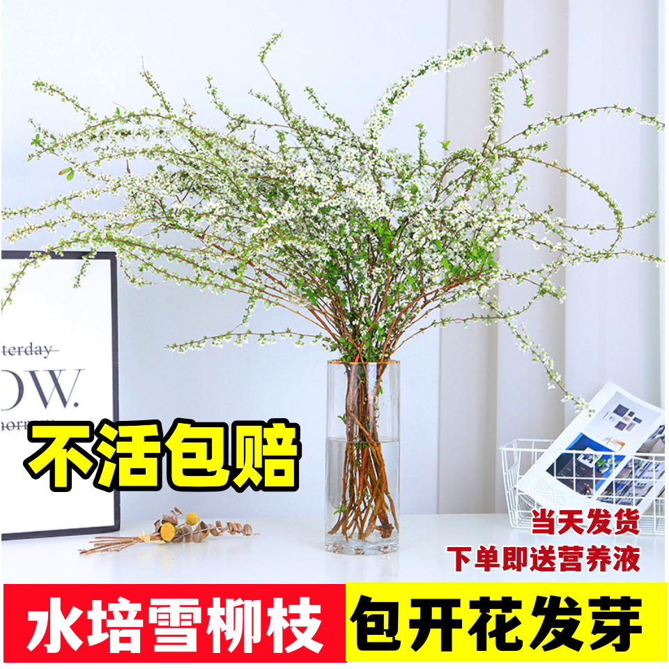 雪柳鲜枝干支水培植物室内客厅花卉盆栽四季水养遇水开花吊钟绿植