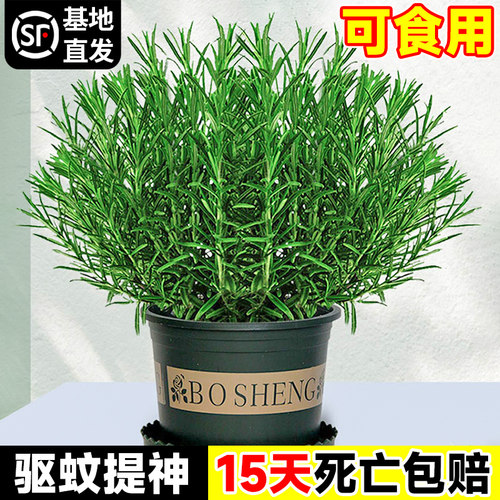 迷迭香阳台可食用植物