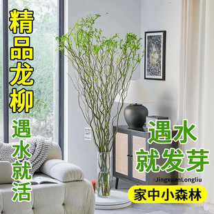 水培植物龙柳鲜切枝富贵竹客厅绿植花卉室内盆栽干枝雪柳枯树逢春