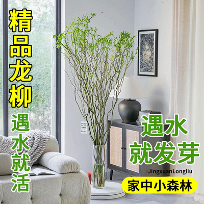龙柳枝客厅遇水发芽水培好养