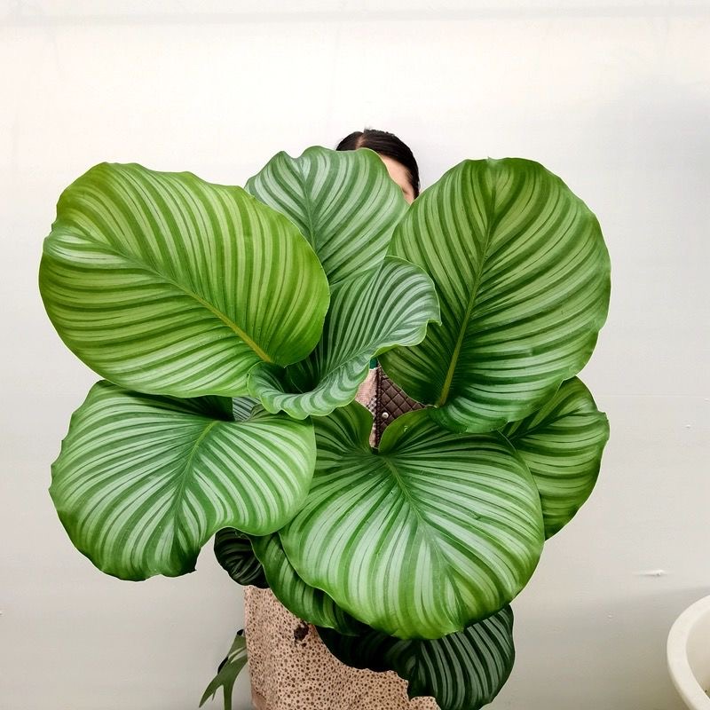 苹果竹芋客厅桌面四季常青