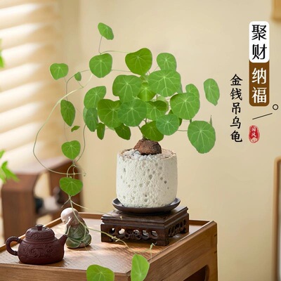 山乌龟盆栽室内阳台水培绿植