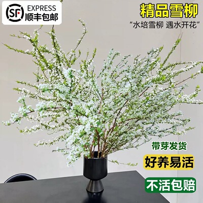 花叶春雪柳水养桌面客厅冬季精品