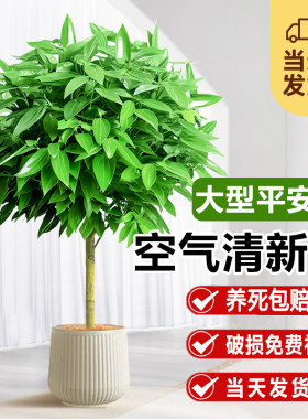 花叶春平安树盆栽四季常青