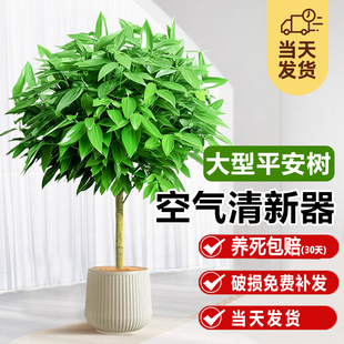 平安树客厅盆栽大型绿植老桩落地大号新房吸植物大棵幸福树