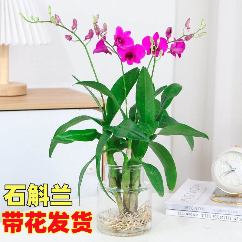 水培香水石斛兰盆栽澳洲带花苞室内桌面粉黛花卉植物四季开花好养