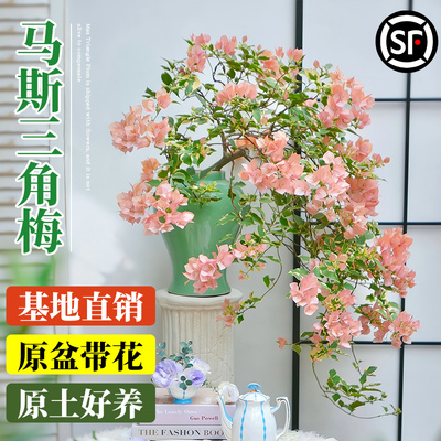 马斯三角梅盆栽带花老桩绿