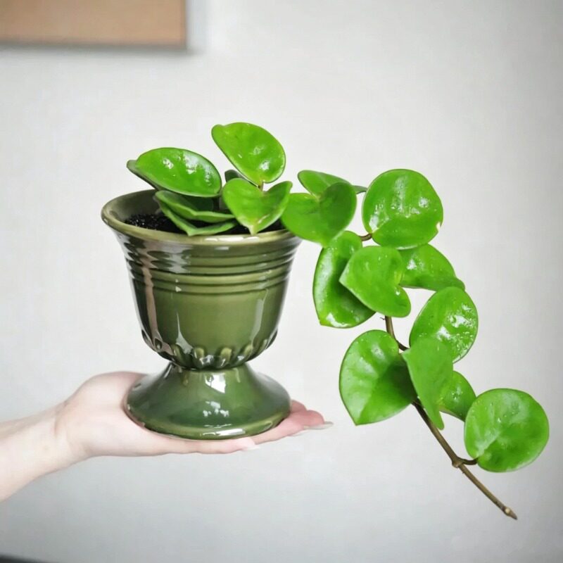 克林顿球兰盆栽 客厅室内阳台绿植北欧ins风网红植物可垂吊可爬藤