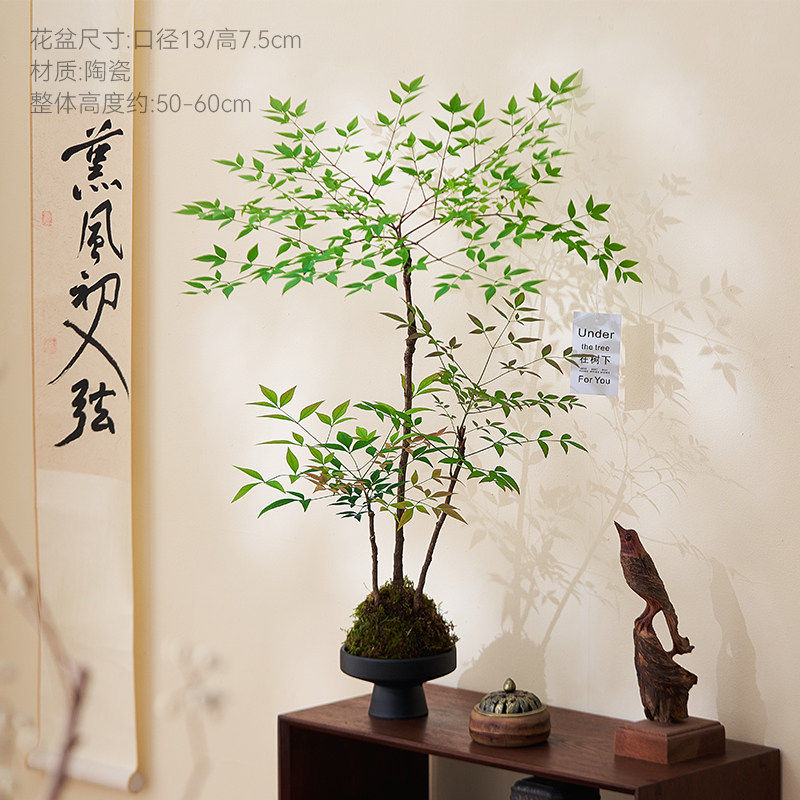 苔藓球丛林南天竹盆栽植物花卉客厅茶桌办公室桌面绿植高级感好养图片