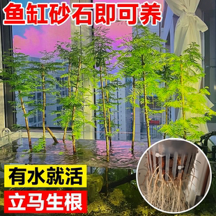 水杉水培樹苗造景魚缸水培植物水楊梅菖蒲水竹草室外水生盆栽綠植