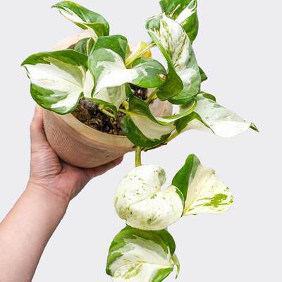 快乐叶子花叶绿萝观叶网红植物垂吊白金葛油画爬藤室内客厅阳台