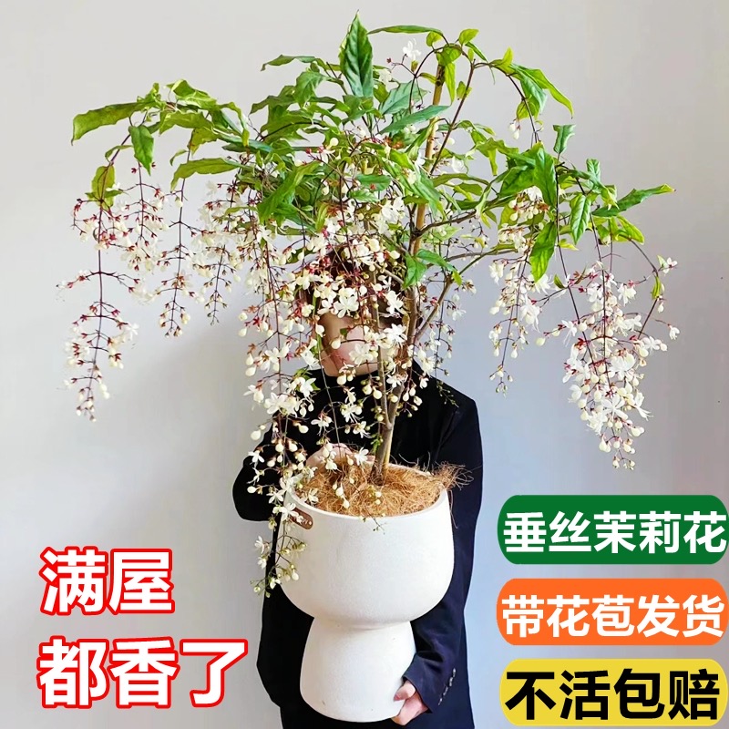 垂丝茉莉盆栽带花苞风车泰国花卉室内白蝴蝶四季开花垂吊植物大苗