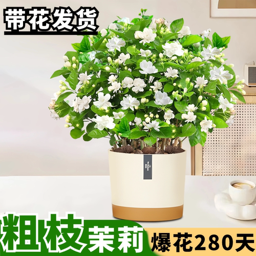 花叶春茉莉花盆栽夏季带花发货