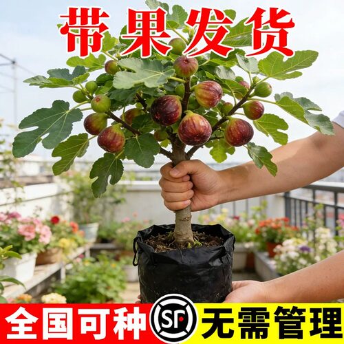 无花果树果苗特大果波姬红无花果苗树苗盆栽当年结果无花果树树苗