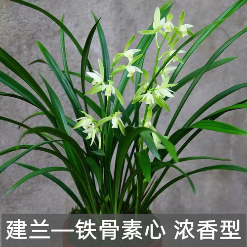 花叶春建兰冬季开花带花苞发货