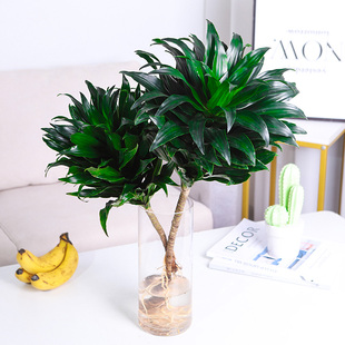 太阳神水培植物观音竹桌面室内密叶绿植盆栽办公室四季 常青好养