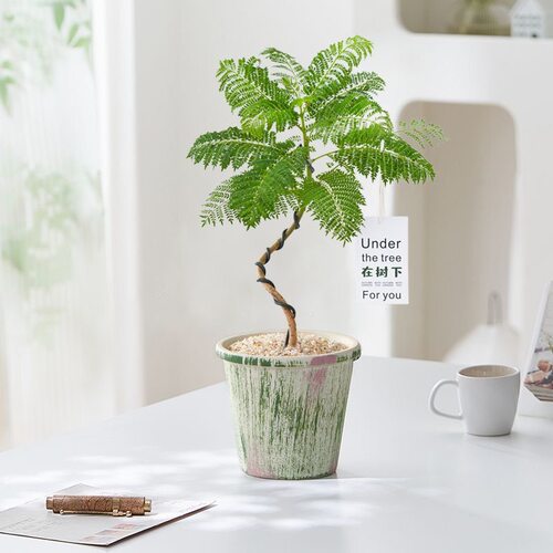 蓝花楹八方来财鸭脚木绿植净化办公室空气桌面客厅好养植物盆栽