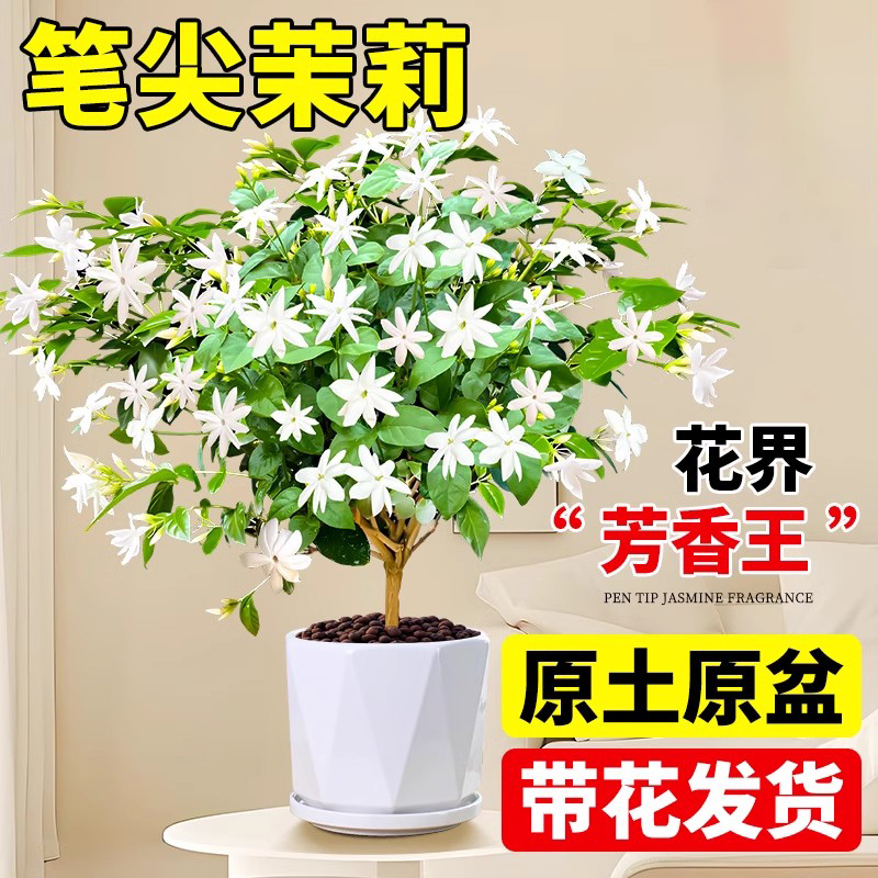 带花笔尖茉莉独杆单瓣茉莉花盆栽