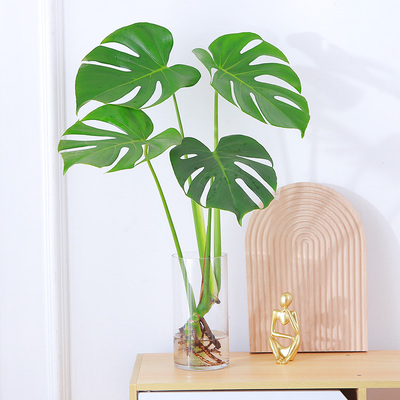 水培植物龟背竹盆栽老桩净化空气春羽大叶室内观叶绿植耐阴常青
